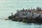 Gannets on the rocks in Borphorus, Istanbul, Turkey