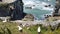 Gannets on the rocks in new zealand birds