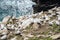 Gannets on rocks in Saltee Islands