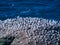 Gannets on sea cliffs at Hermaness on the north coast of the island of Unst in Shetland, Scotland, UK