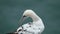 Gannets are seabirds comprising the genus Morus, in the family Sulidae