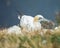 Gannets, Seabirds, at nest site.
