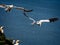 Gannets soaring in the sky