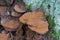 Ganoderma applanatum, artist`s bracket,  bear bread fungus on tree stump