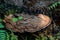 Ganoderma Fungus