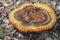 Ganoderma lingzhi growing on the forest floor