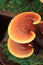 Ganoderma lucidum