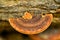 Ganoderma lucidum fungus in tropical rainforest