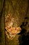 Ganoderma lucidum fungus in tropical rainforest