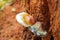 Ganoderma Lucidum - Ling Zhi Mushroom in nature