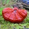 Ganoderma lucidum mushroom