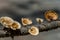 Ganoderma mushroom grows from below on the tree trunks