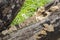 Ganoderma Mushrooms On Dead Tree Stump