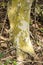 Ganoderma Mushrooms On Dead Tree Trunk