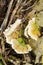 Ganoderma Mushrooms Growing On Dead Tree