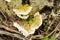 Ganoderma Mushrooms Growing On Dead Tree