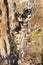 Ganoderma Mushrooms On Rotting Tree Trunk