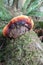 Ganoderma Oregonensis Mushroom