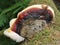 Ganoderma Species