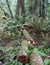 Ganoderma Species in Hemlock Forest