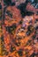 Gant, Hungary - Aerial horizontal drone view of abandoned bauxite mine with warm red and orange colors and tree at sunset