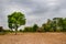 Gant Tree in Storm