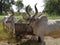 Ganthiyol or Godhamji Village pair of bullocks at Farm; District Sabarkantha Gujara