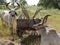 Ganthiyol or Godhamji Village pair of bullocks at Farm; District Sabarkantha Gujarat