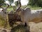 Ganthiyol or Godhamji Village pair of bullocks at Farm; District Sabarkantha Gujarat