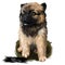 Garafian Shepherd dog puppy breed digital art illustration isolated on white. Popular puppy portrait with text. Cute pet hand