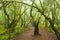 Garajonay National Park forest La Gomera Canary Islands