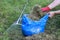 Garbage bag with raked grass. Lawn raking