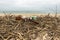 Garbage on the beach. Empty plastic bottles and dry reeds on the sand. Environmental pollution