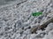 Garbage on the beach . Particular of a green bottle abandoned between the pebbles