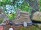 Garbage boot lost in forest