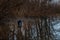 A garbage can stands in a flooded forest - symbol of pollution