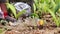 Garbage collection in the forest in summer. A volunteer picks up objects from the ground. Volunteer work to clean up