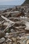 Garbage dump on the coastline, plastic, dry logs - an environmental disaster.