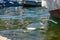 Garbage floats in sea water in the port against the backdrop of boats and yachts.