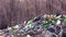 Garbage in the forest. Ecology of the forest. Pollution of nature