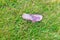 Garbage on the grass, pink flip-flop, environmental pollution