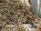 Garbage heap of dry grass, chicken feathers, rotten vegetables and old, dried flowers close-up. Rotting and decaying