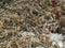 Garbage heap of dry grass, chicken feathers, rotten vegetables and old, dried flowers close-up. Rotting and decaying