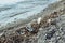 Garbage, junk, litter, broken tree branches on shore sea beach