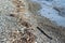 Garbage, junk, litter, broken tree branches on shore sea beach