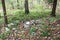 The garbage left after a picnic in the forest, Moscow suburbs, Russia.