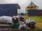 Garbage piled up on the edge of the field