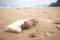 Garbage in the sea affecting marine lives