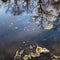 Garbage and tree reflections in water