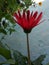 Garbera flower beauty of love
